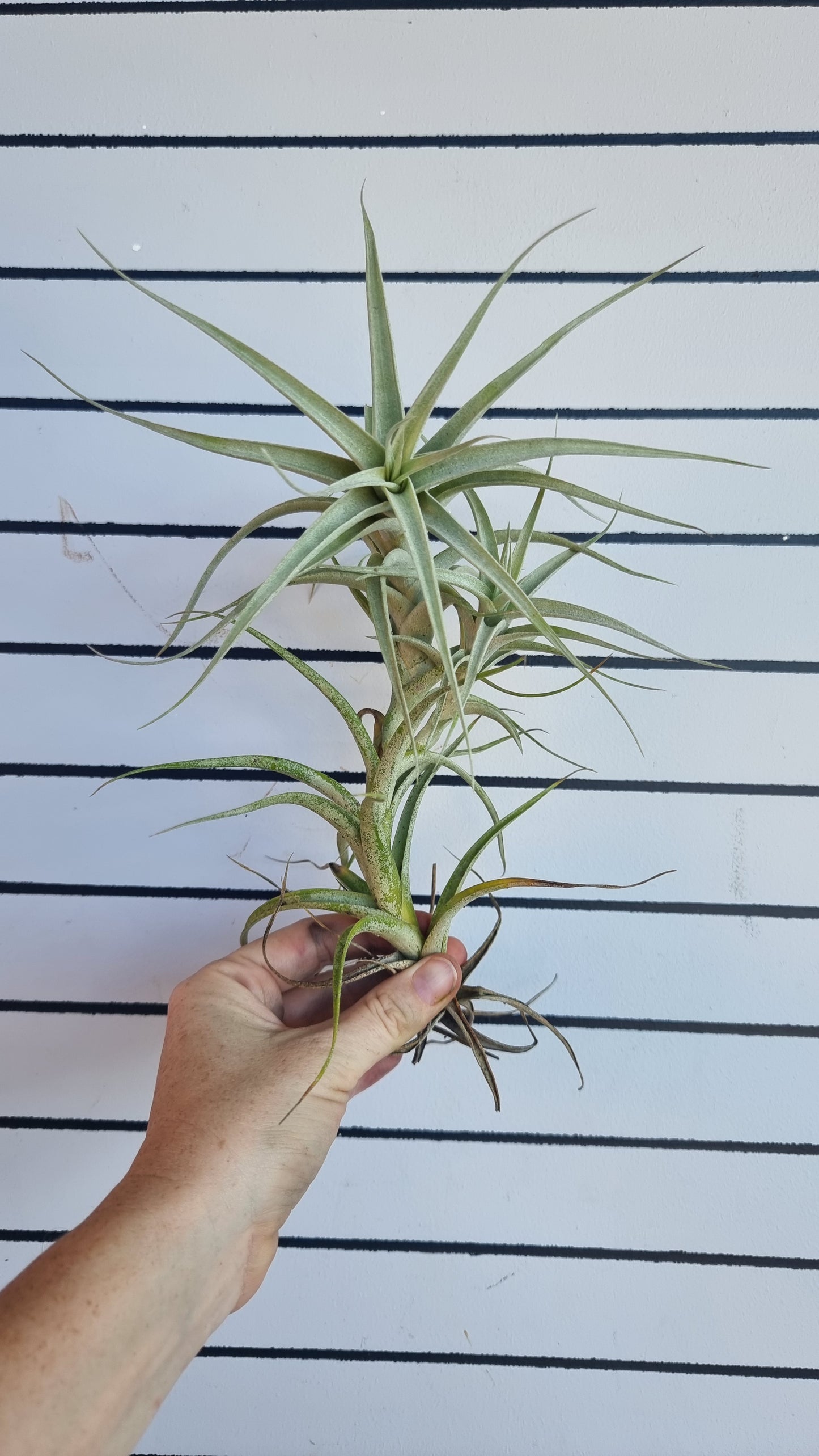 Tillandsia albida - Air Plant
