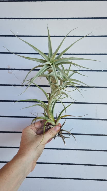 Tillandsia albida - Air Plant