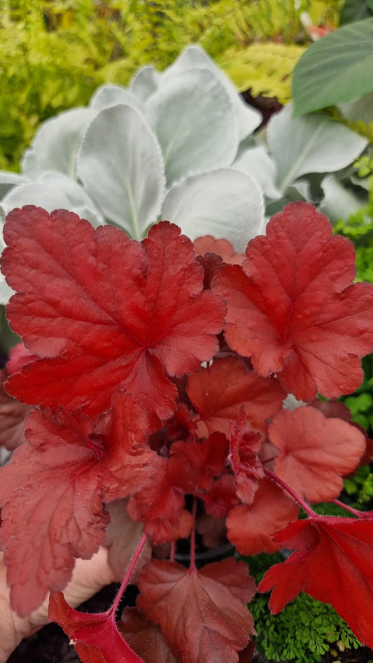 Heuchera 'Forever Red' - Coral Bells