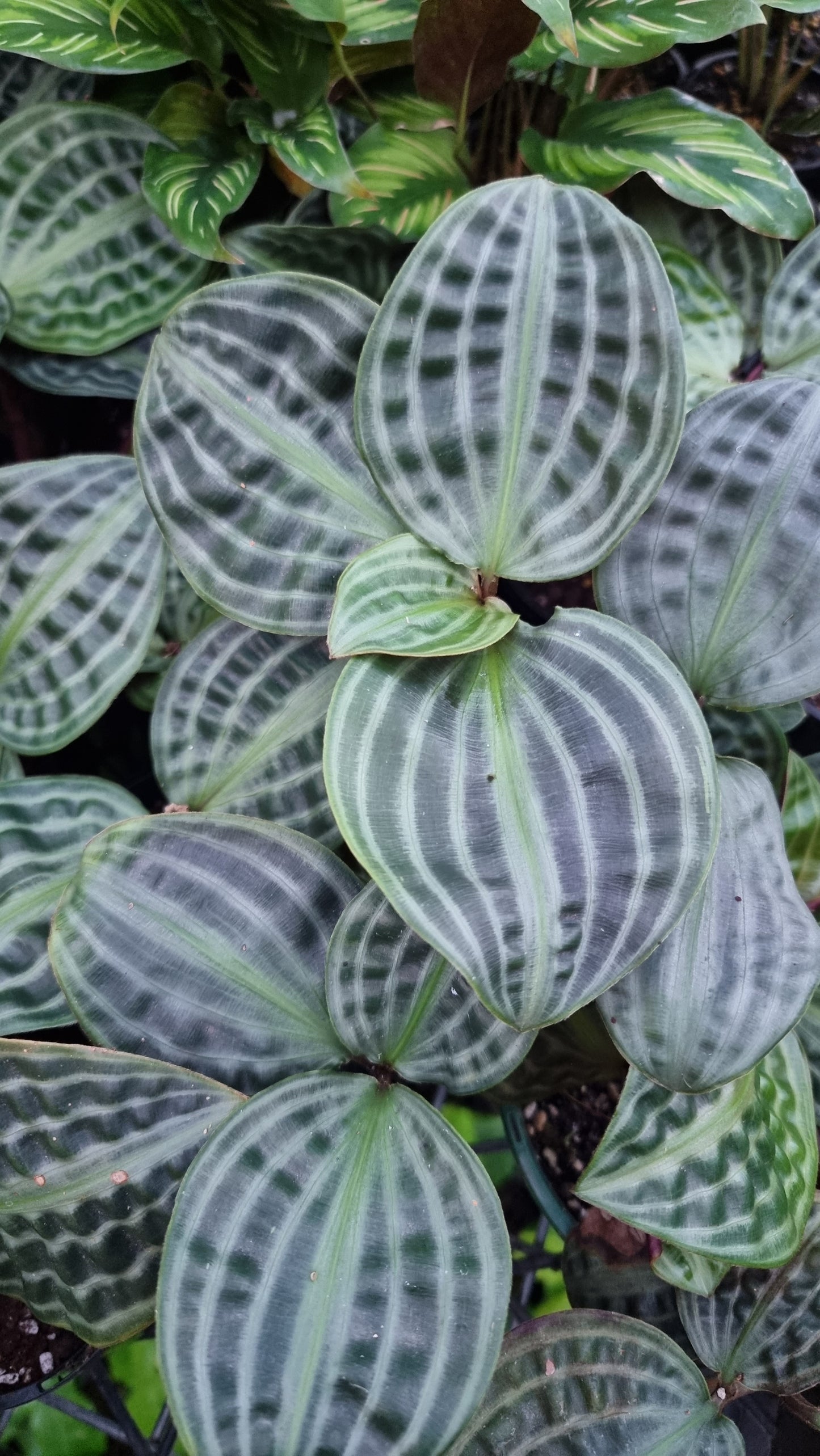 Geogenanthus poeppigii (Non-TC) - Seersucker Plant