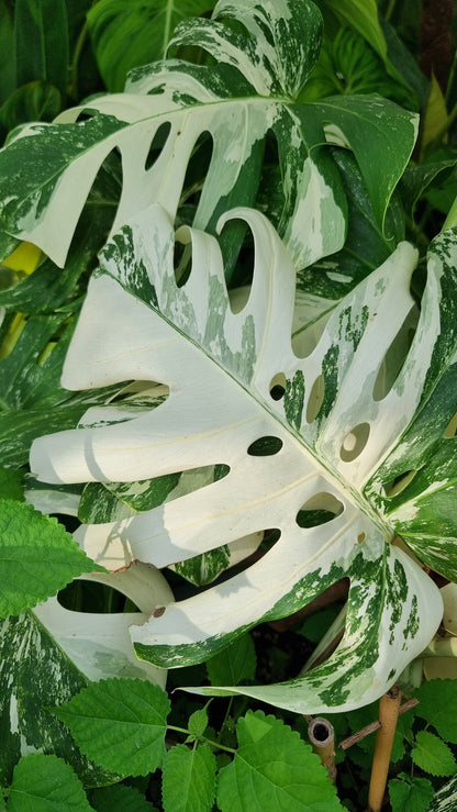 Monstera deliciosa borsigiana variegata - Variegated Fruit Salad Plant
