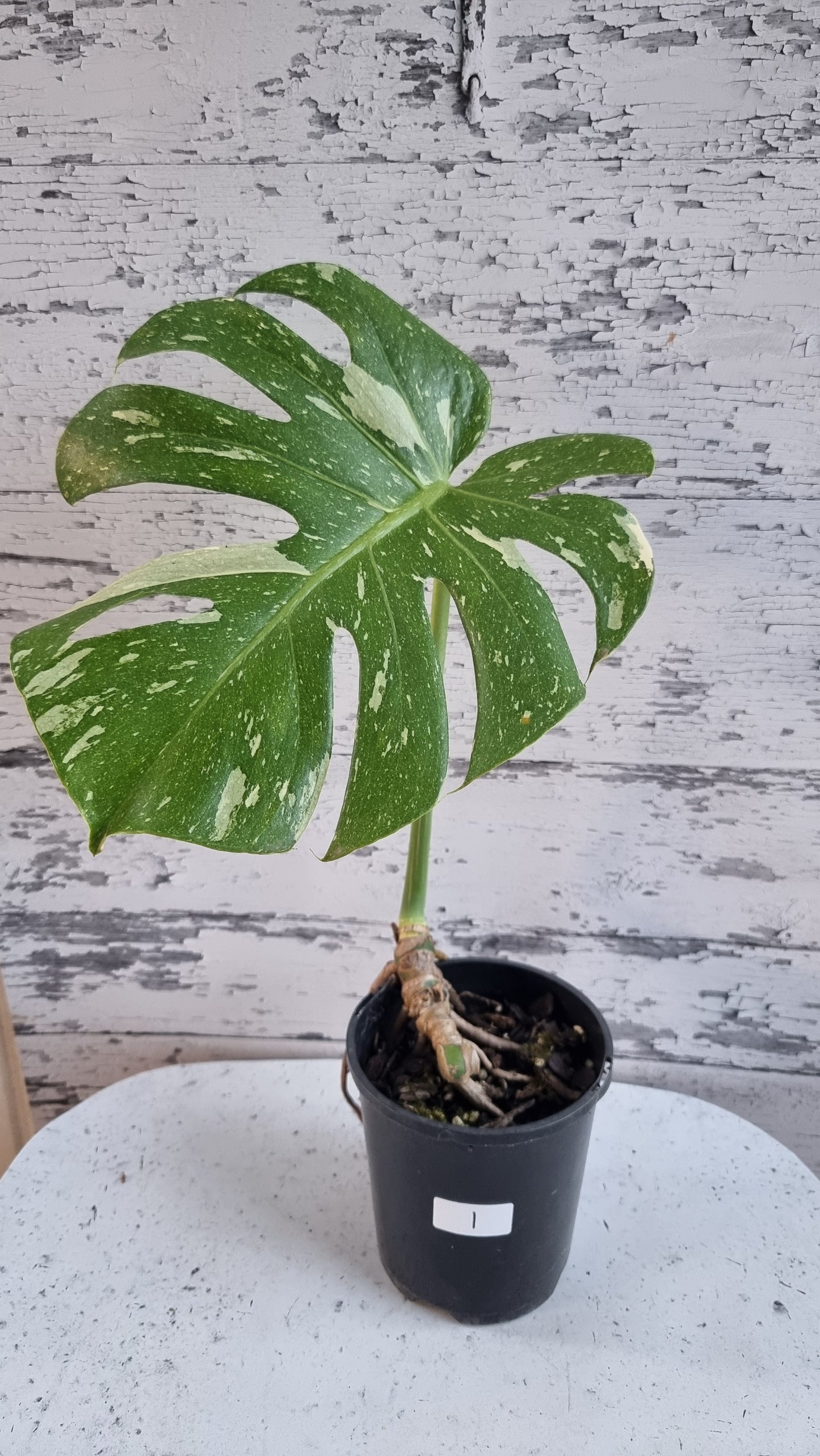 龜背竹美味'泰國星座-雜色水果沙拉植物