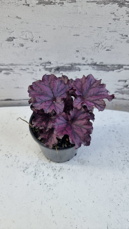Heuchera“永远的紫色” 