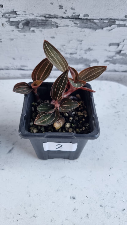 Ludisia discolor 'Jinhua' - Jewel Orchid