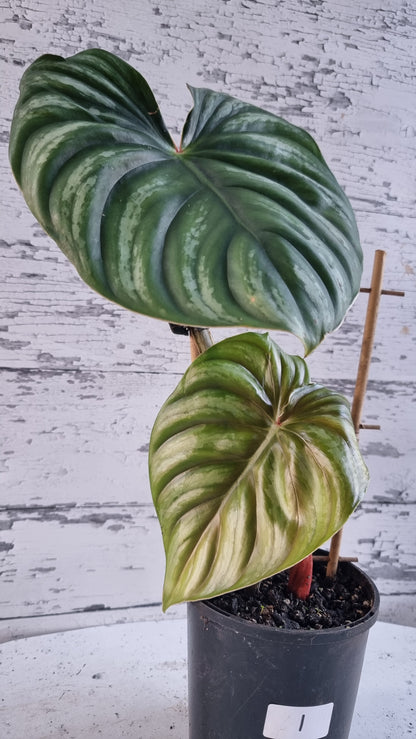 喜林芋（圆形）