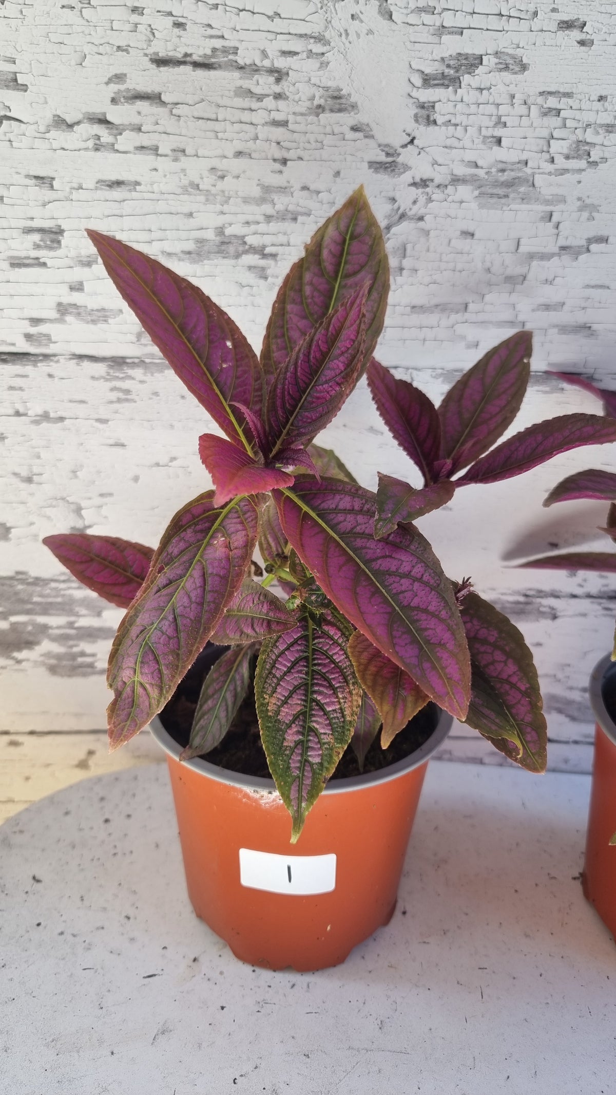 Strobilanthes dyerianus - Persian Shield