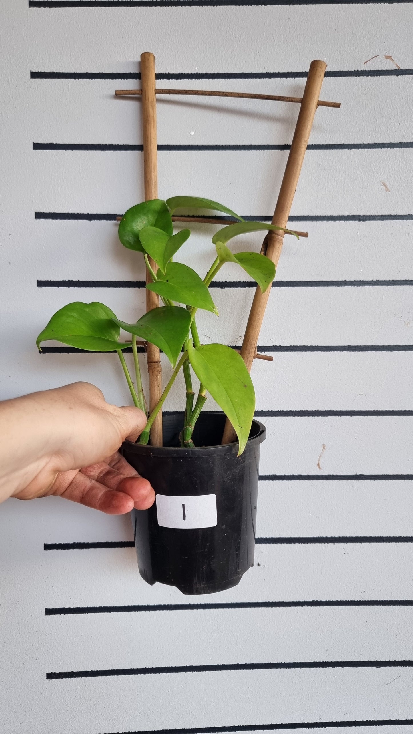 Epipremnum aureum - Devils ivy