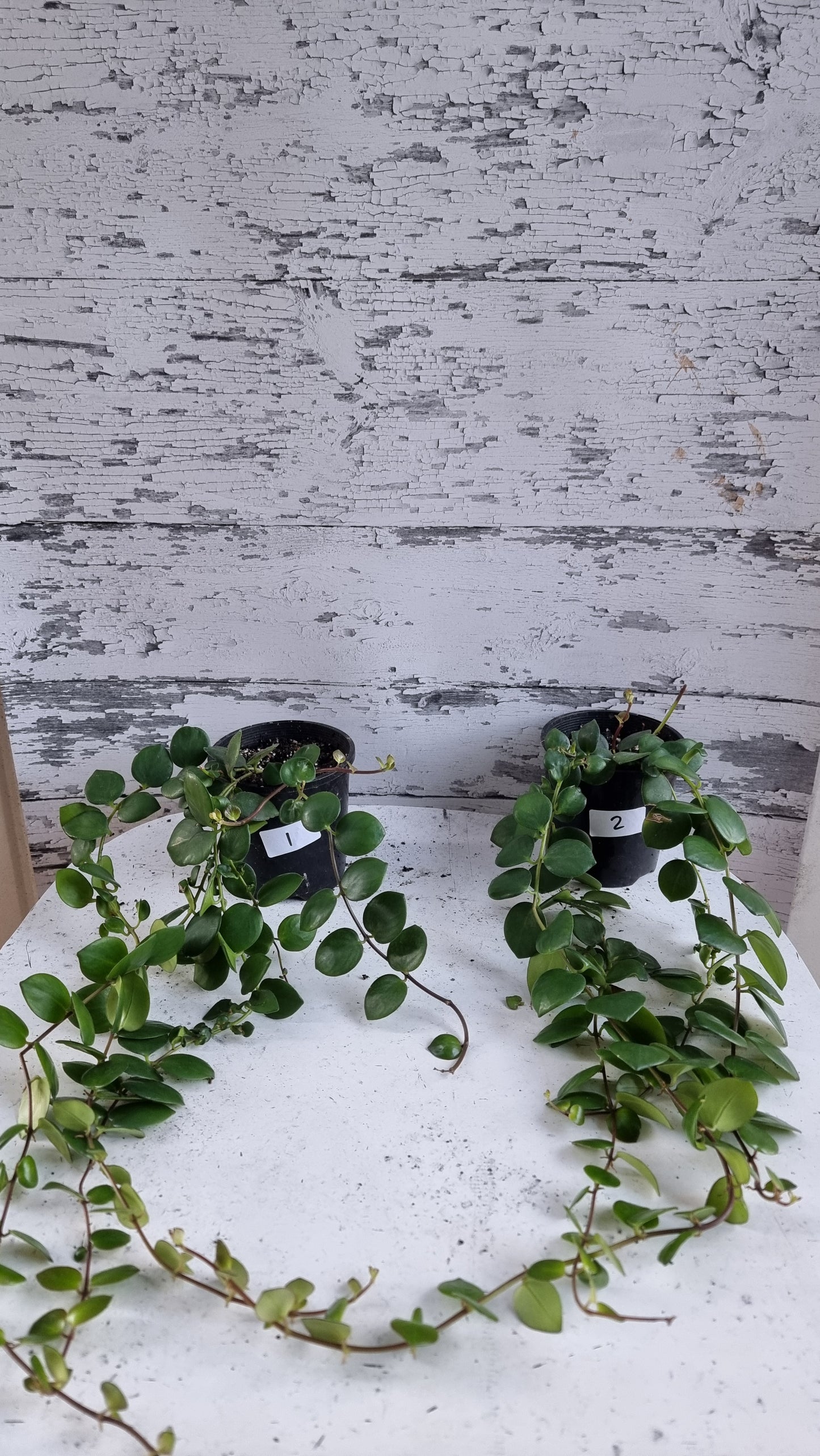 Aeschynanthus radicans 'Thai Pink' - 口红植物