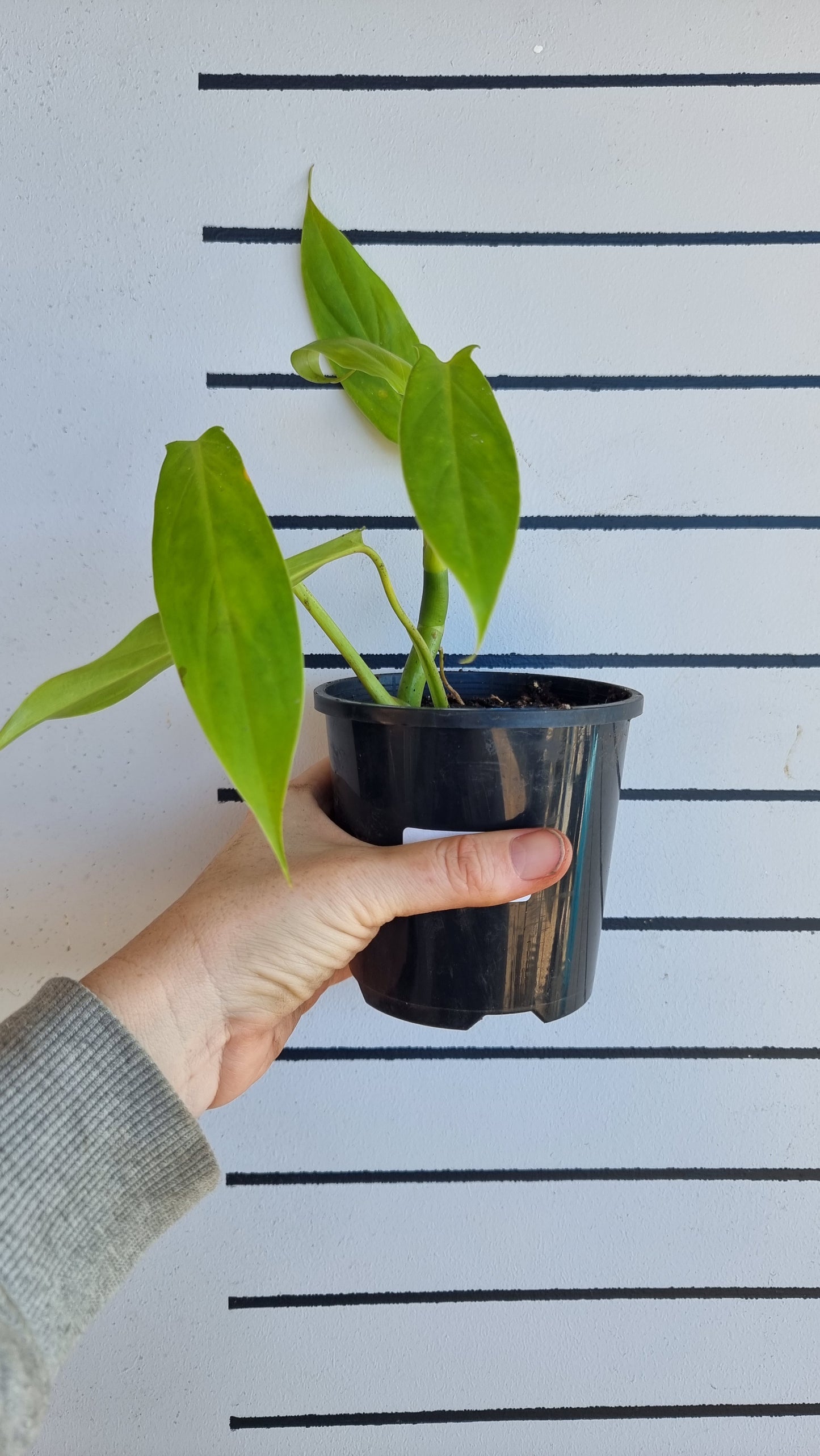 Philodendron holtonianum - Tesla plant