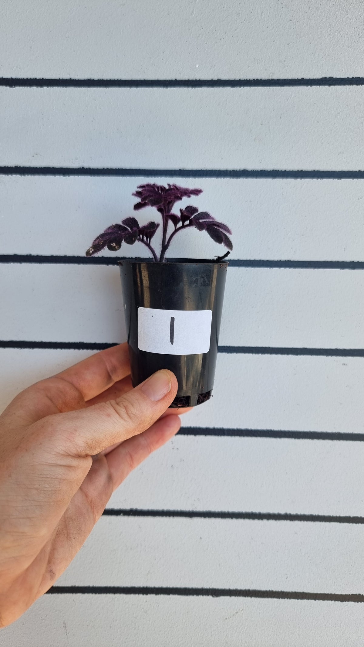 Solanum uleanum - Vine Plant