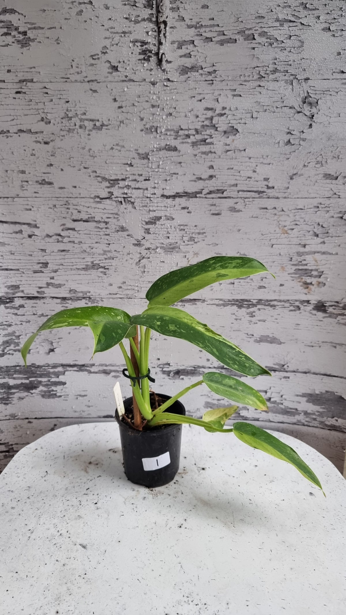 Philodendron 'Jose Buono'