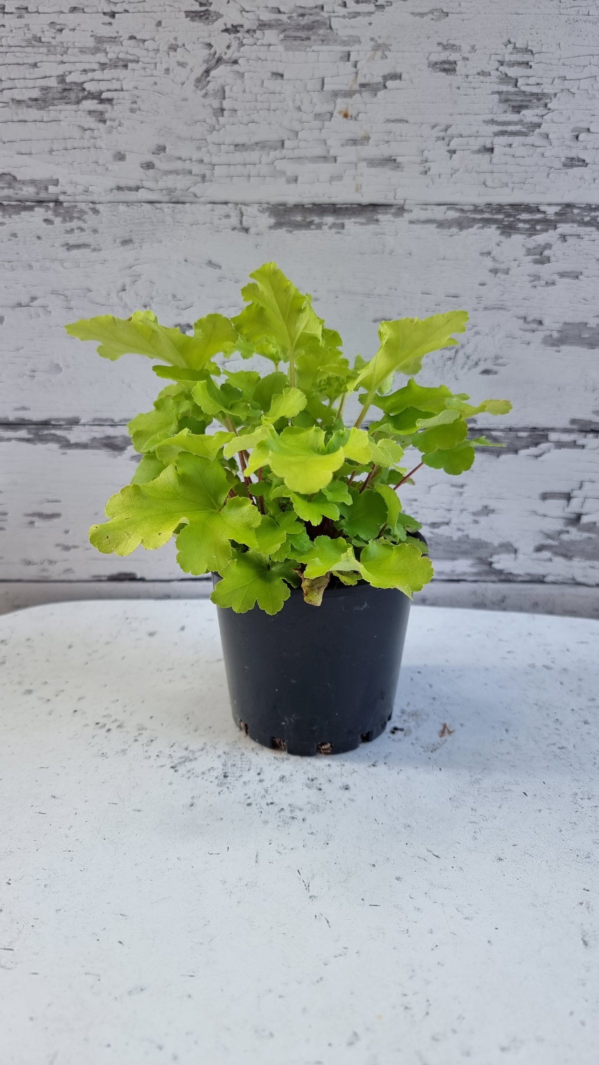 Heuchera '青檸果醬' - 珊瑚鐘