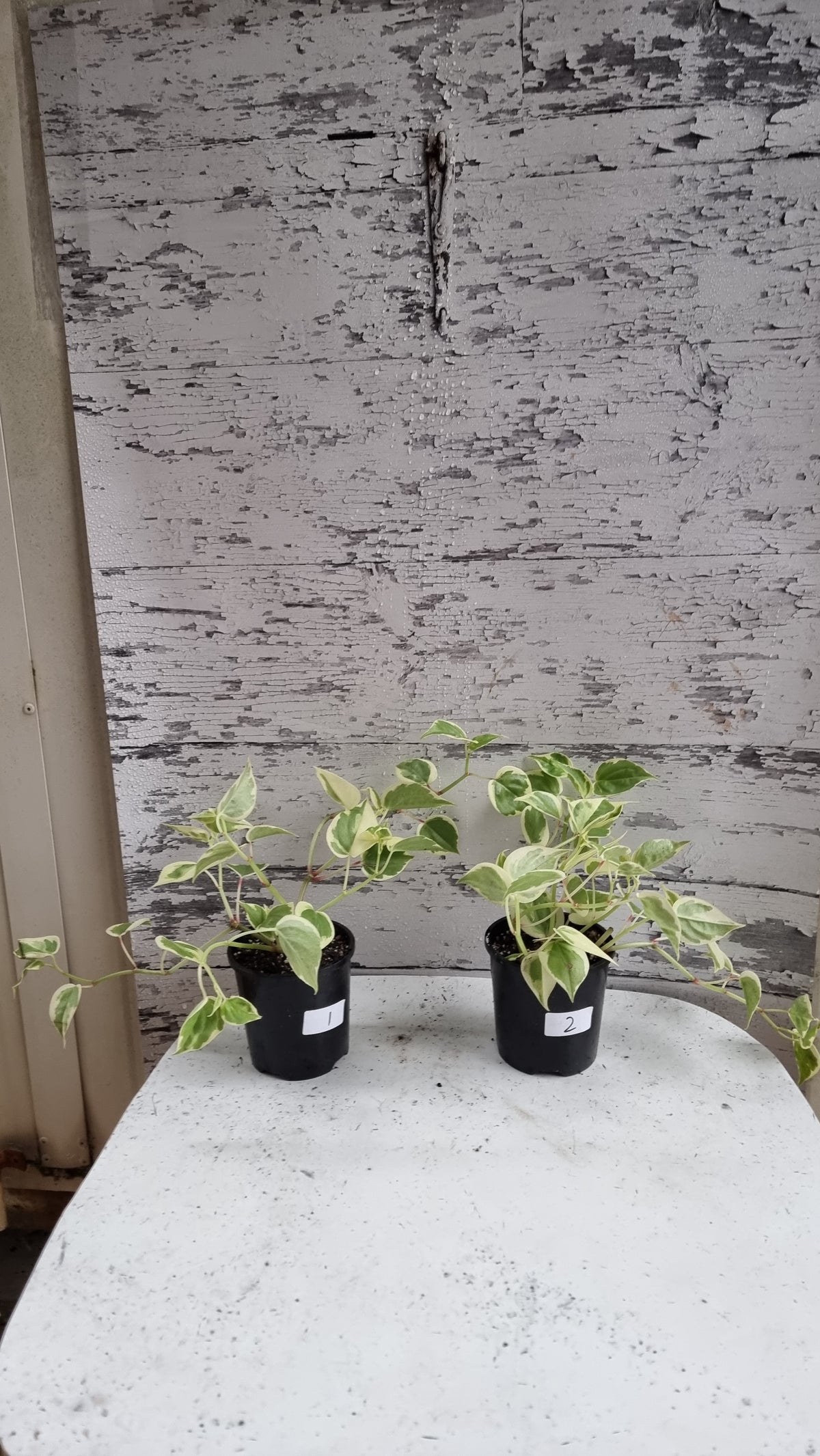 Peperomia scandens variegata - Heart Leaf Peperomia