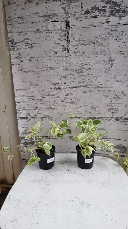 Peperomia scandens variegata - Heart Leaf Peperomia