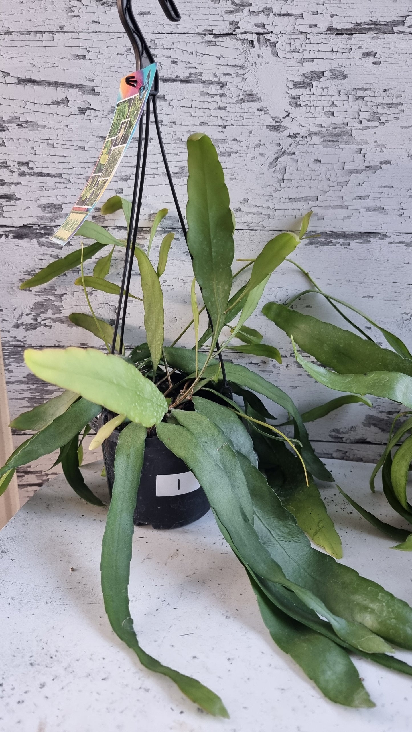 Rhipsalis ramulosa - Mistletoe Cactus
