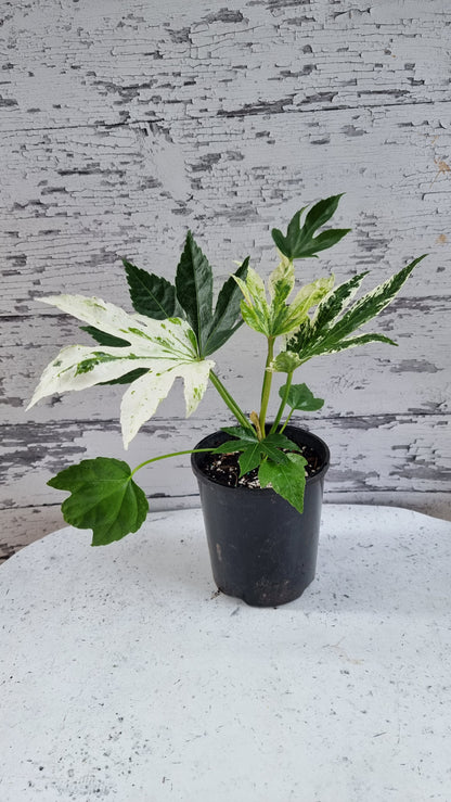 Fatsia Japonica 'Spider web' - Japanese aralia