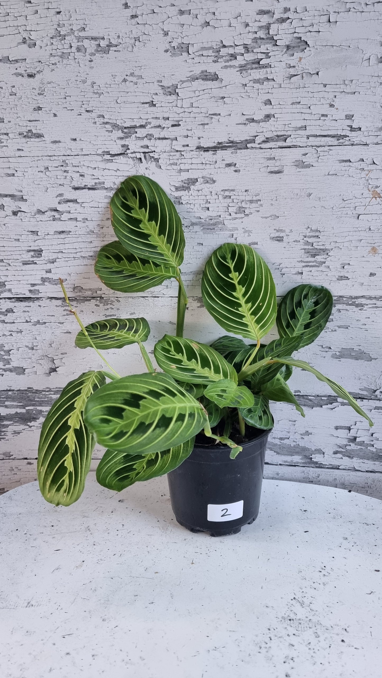 Maranta leuconeura 'Lemon Lime' - Prayer Plant