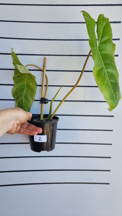 Philodendron 'Paraiso Verde' - Variegated Aroid