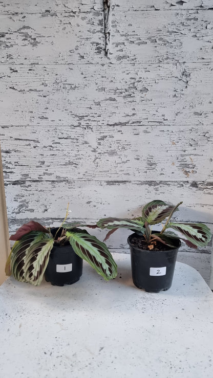 Maranta leuconeura 'massangeana' NOID - Black Prayer Plant