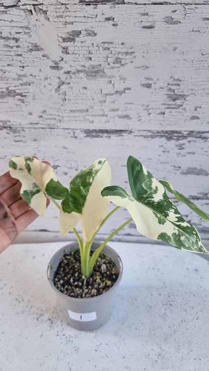 Alocasia Macrorriza variegata - 雜色象耳
