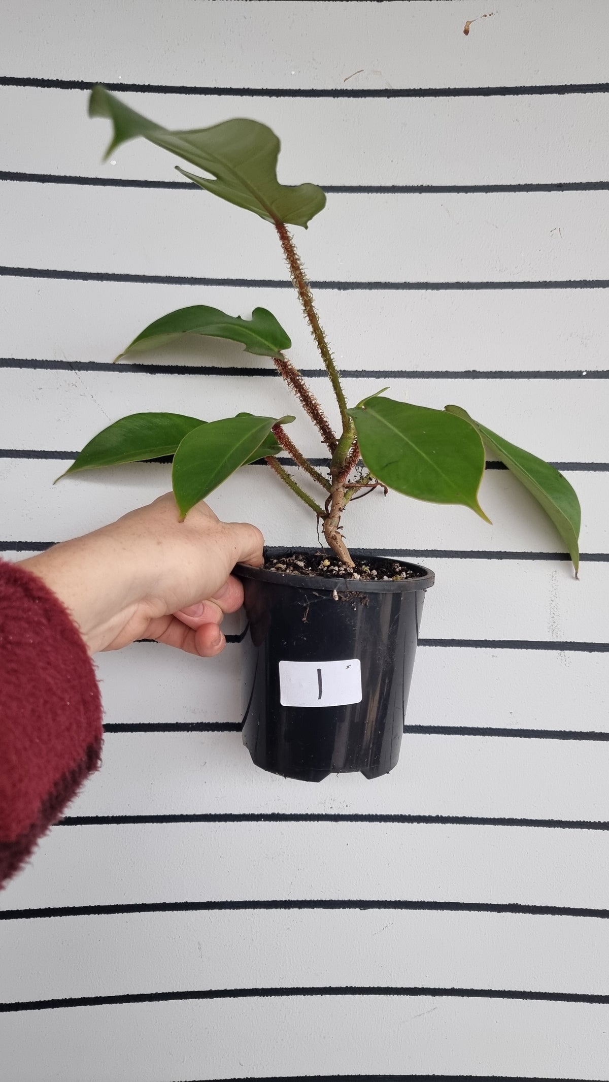 喜林芋