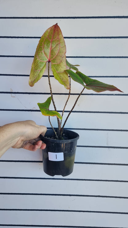 Cyrtosperma johnstonii