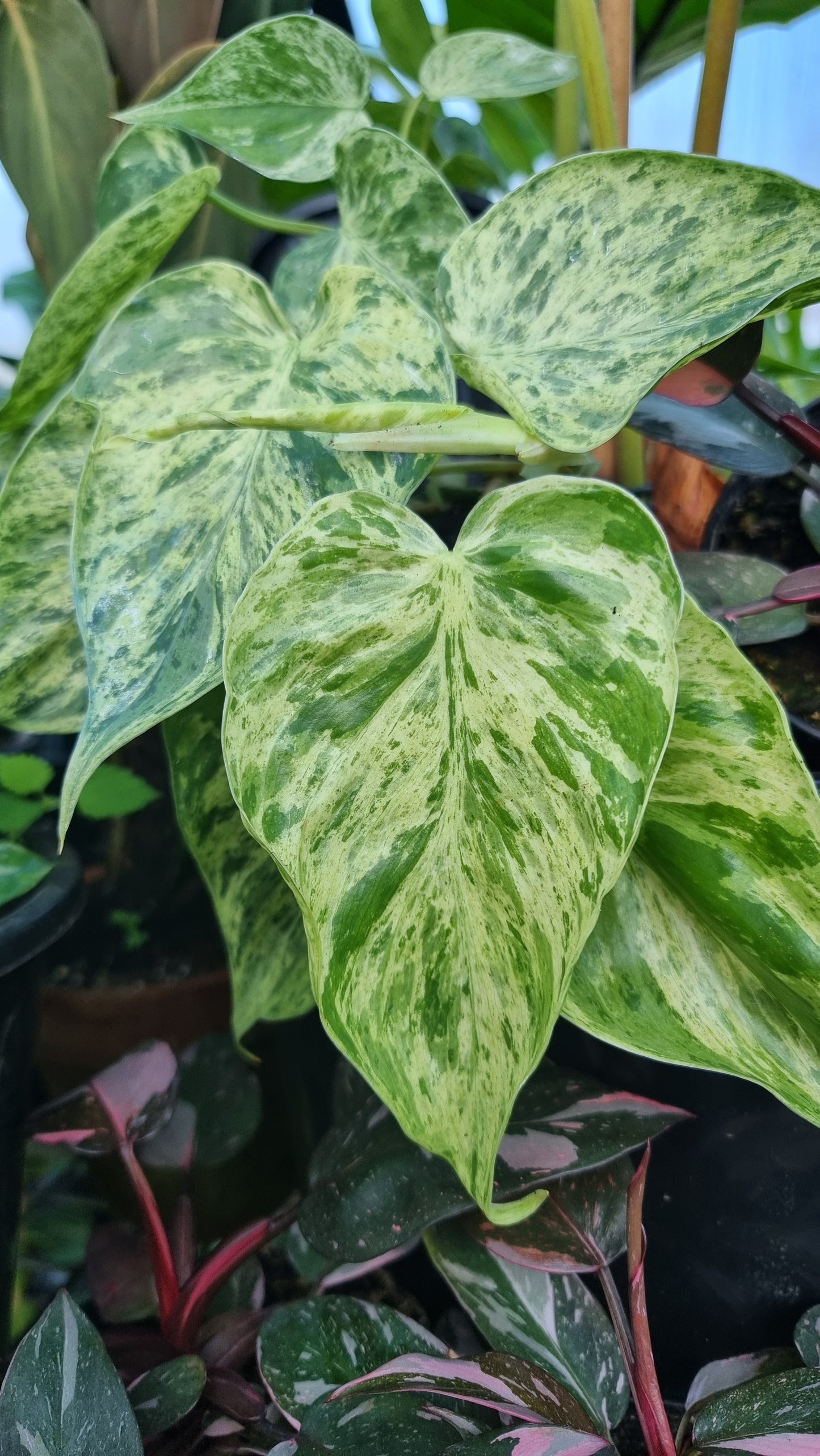 Philodendron hederaceum var. oxycardium variegata - Variegated Heart Leaf Philo