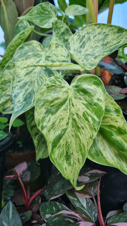 Philodendron hederaceum var. oxycardium variegata - Variegated Heart Leaf Philo