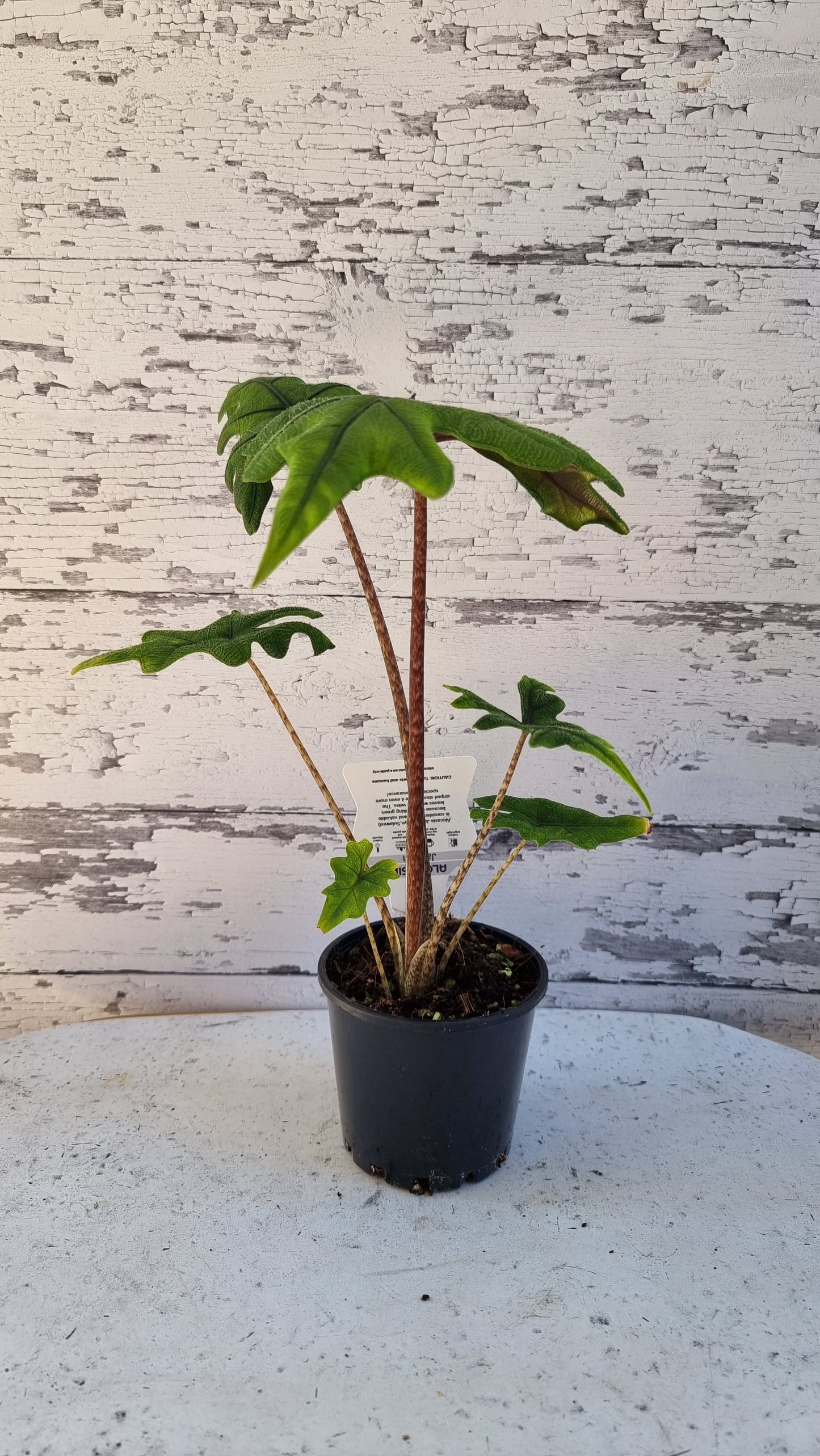 Alocasia 'Jacklyn' (likely Alocasia tandurusa)