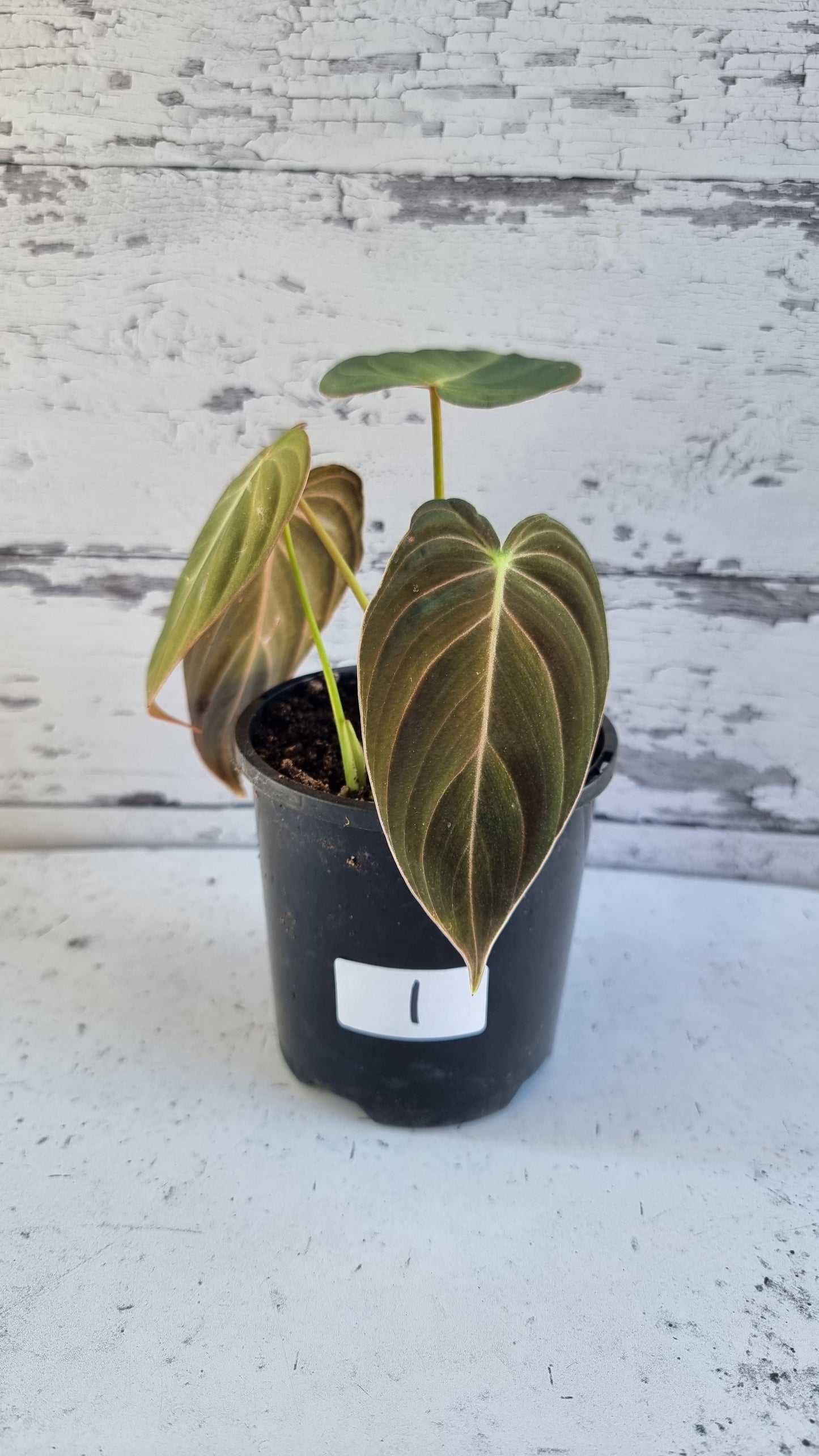 Philodendron melanochrysum
