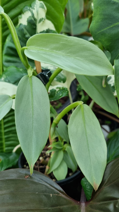 Philodendron hastatum ‘Silver Sword’