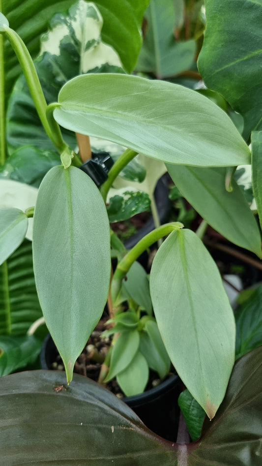Philodendron hastatum ‘Silver Sword’