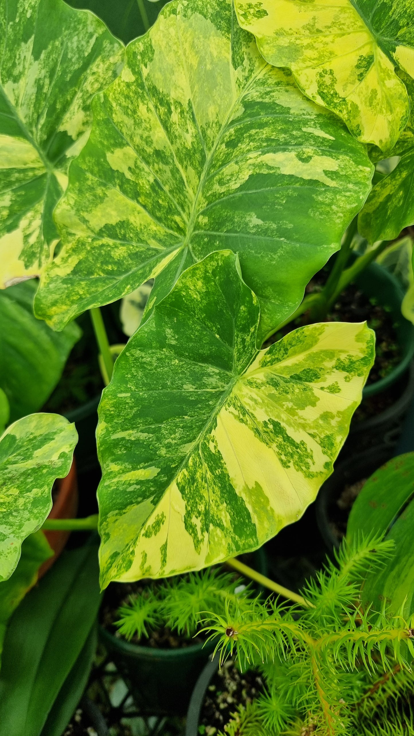 Alocasia gageana 'Aurea' - Yellow Variegated Elephant Ear