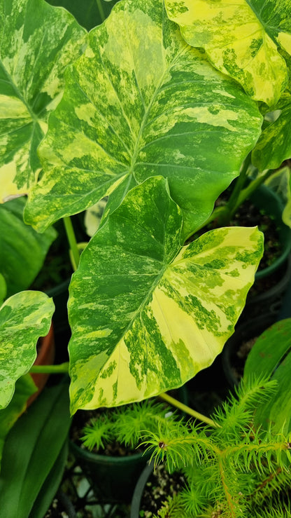 Alocasia gageana 'Aurea' - Yellow Variegated Elephant Ear