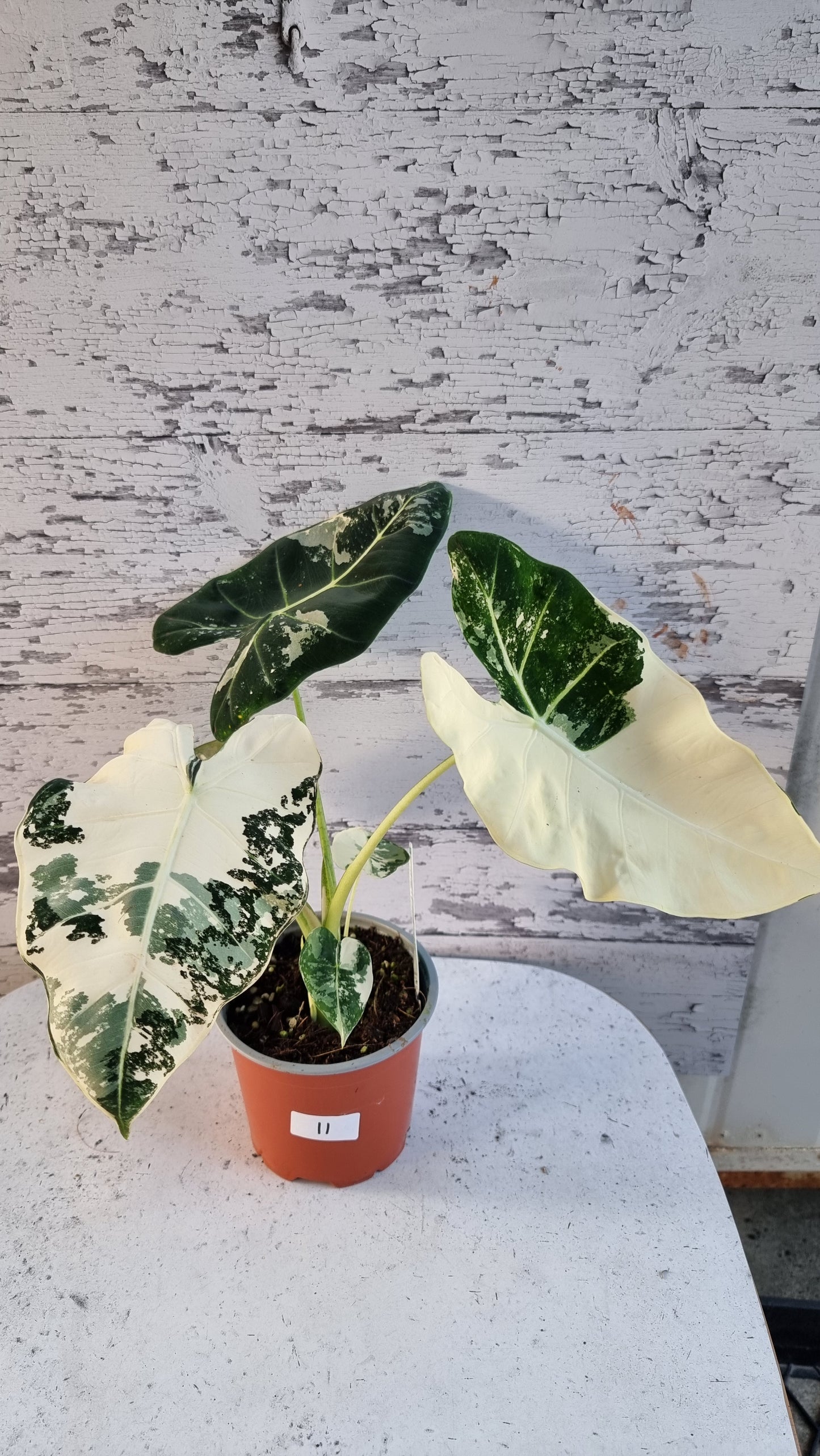 Alocasia micholitziana 'Frydek' - 雜色綠天鵝絨