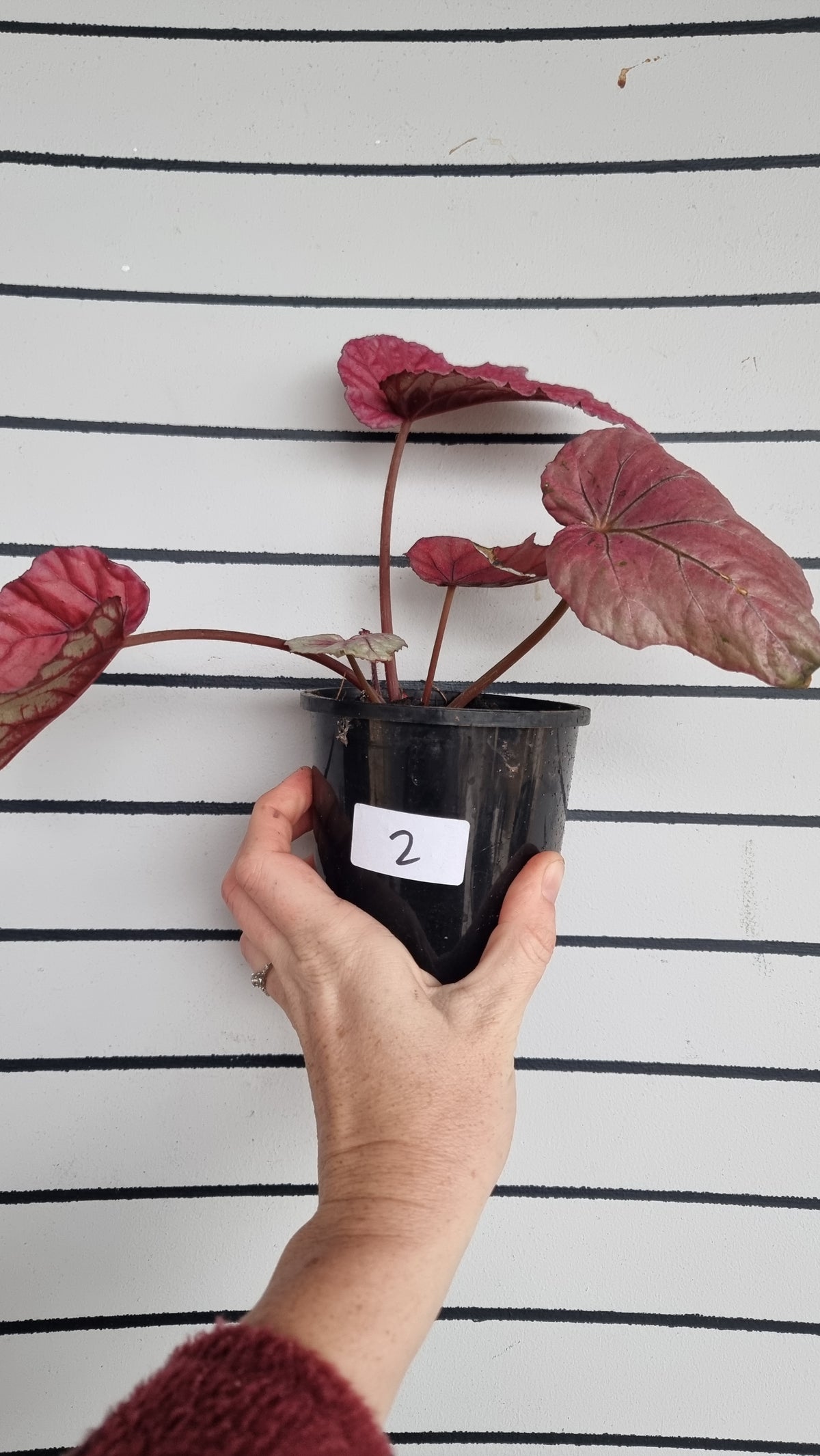 Begonia 'Indian Summer'