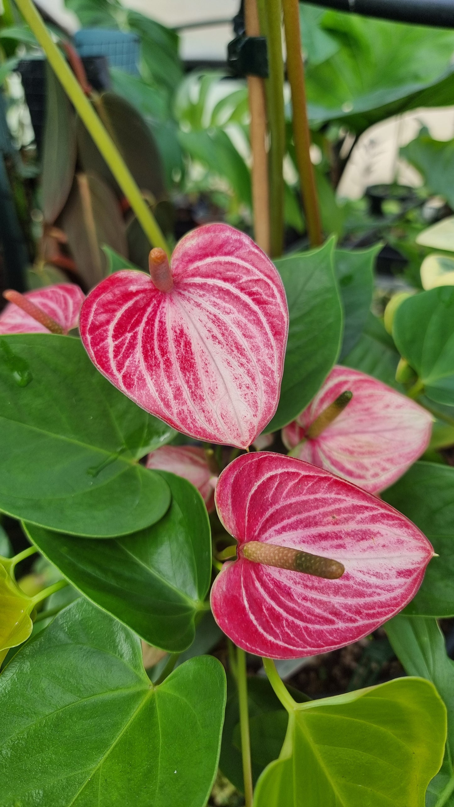 Anthurium andreanum 'Livium Ruby' - Flamingo Flower