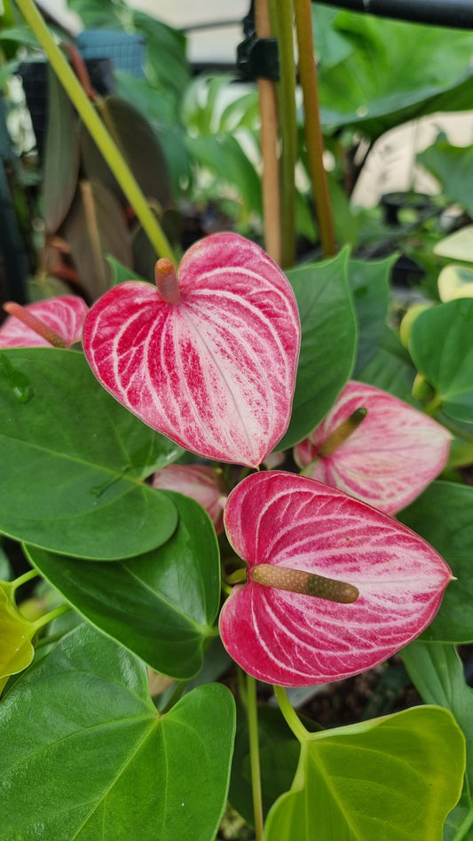 Anthurium andreanum 'Livium Ruby' - Flamingo Flower