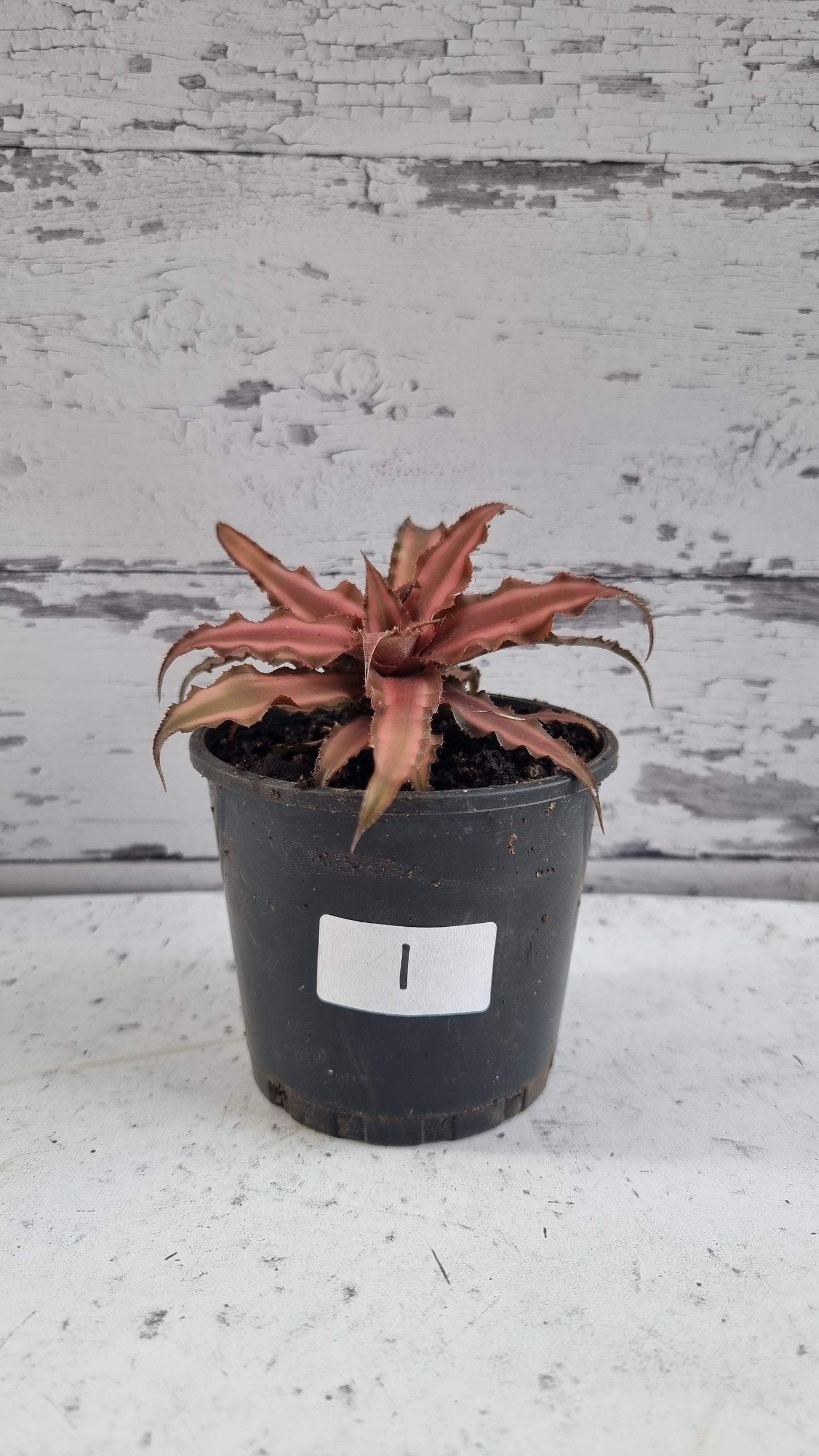 Cryptanthus bivittatus - Earth Star
