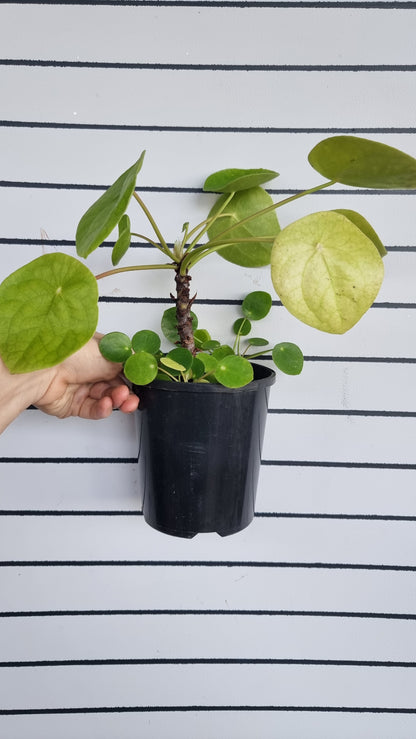 Pilea peperomioides - Chinese Money Plant