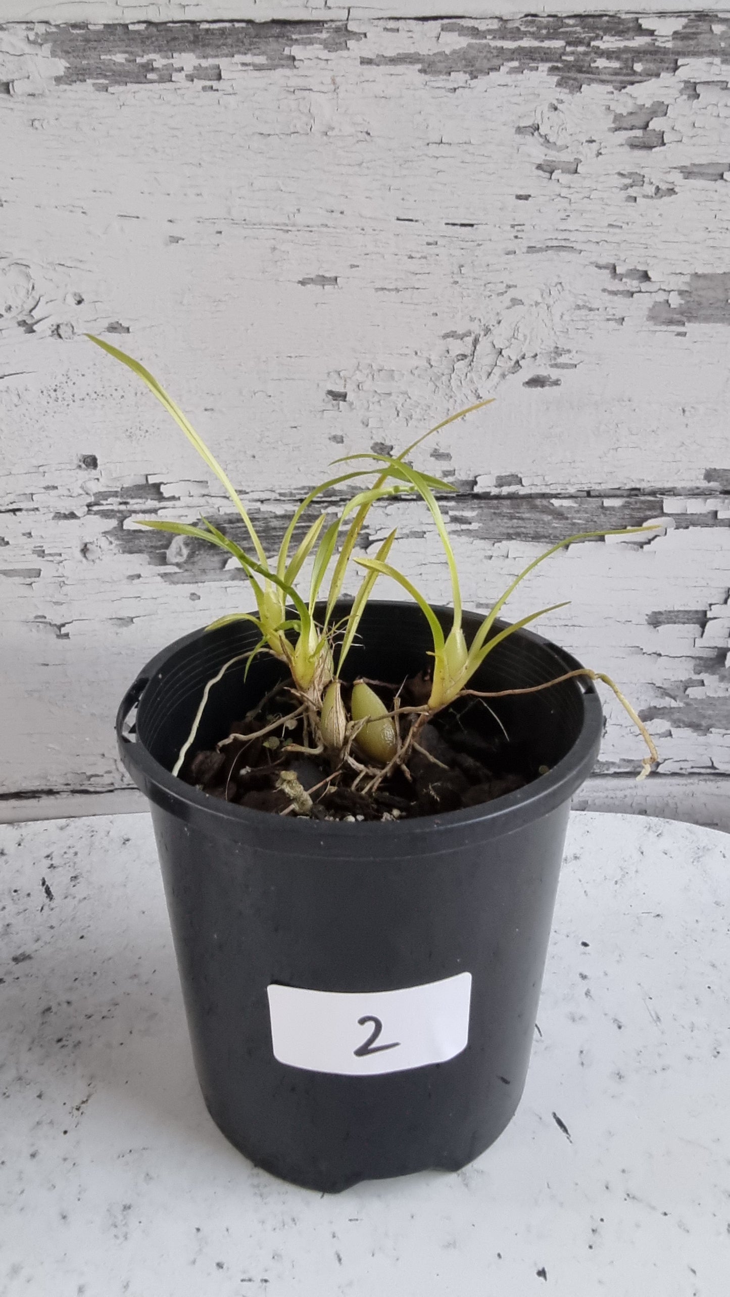 Gomesa (prev. Ornithophora) radicans - Miniature Orchid