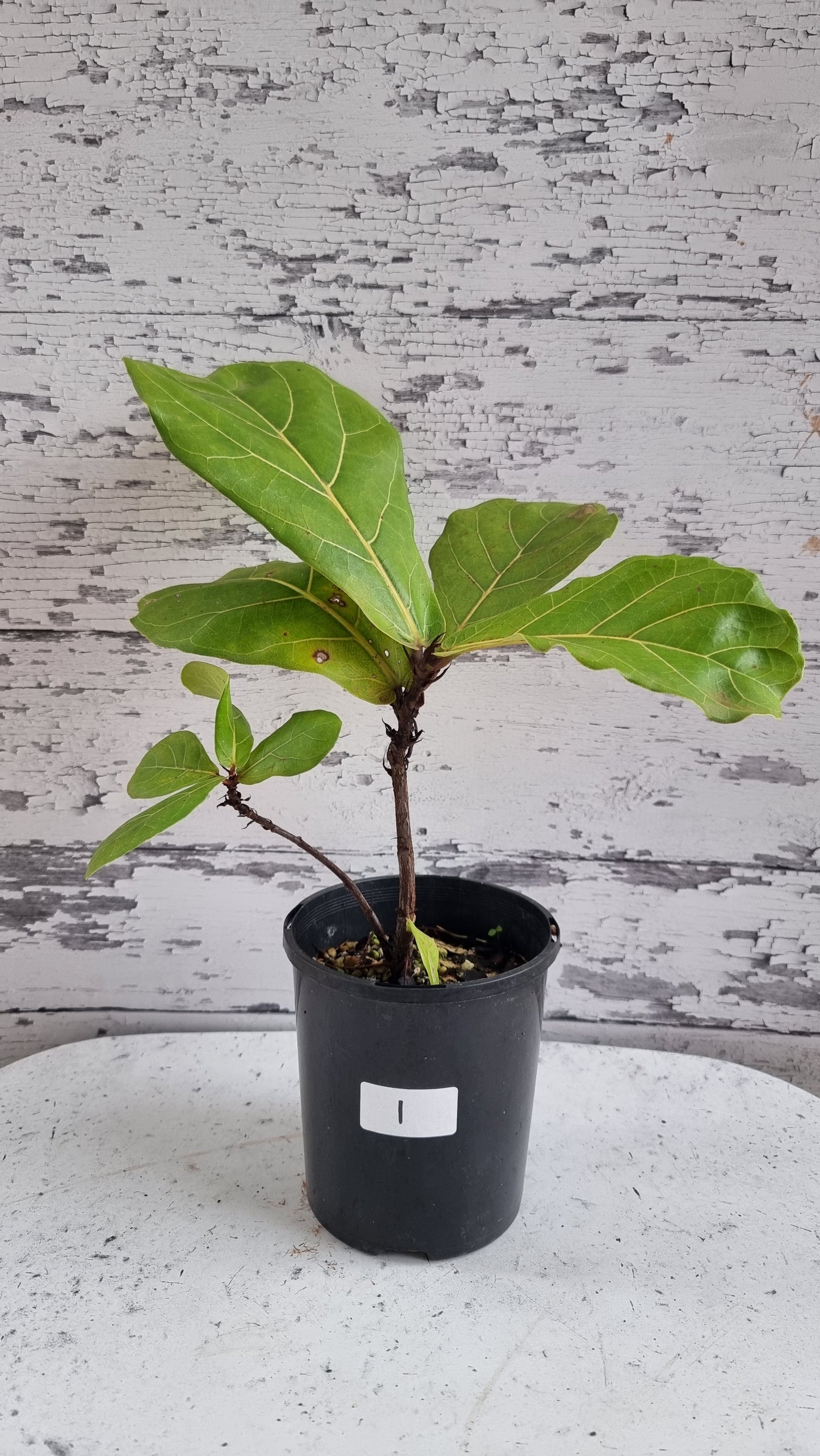 Ficus Lyrata 'bambino' - Fiddle Leaf Fig