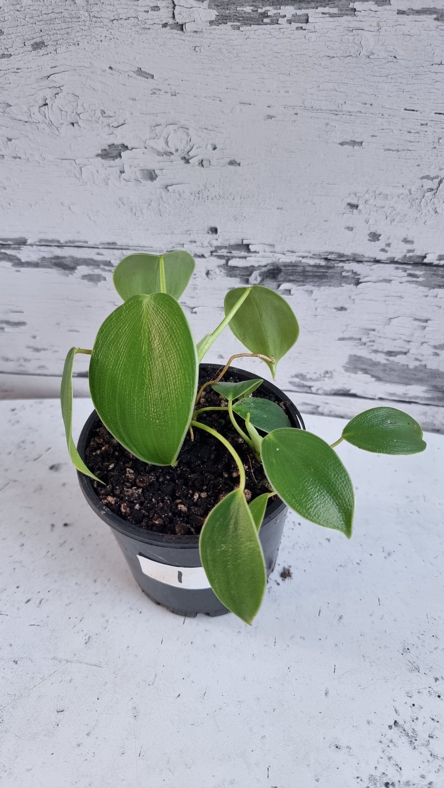 Philodendron rugosum - Pig Skin Plant
