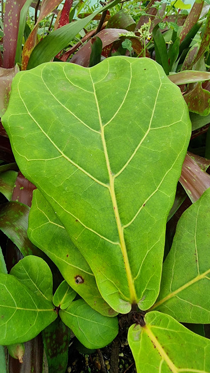 Ficus Lyrata 'bambino' - Fiddle Leaf Fig