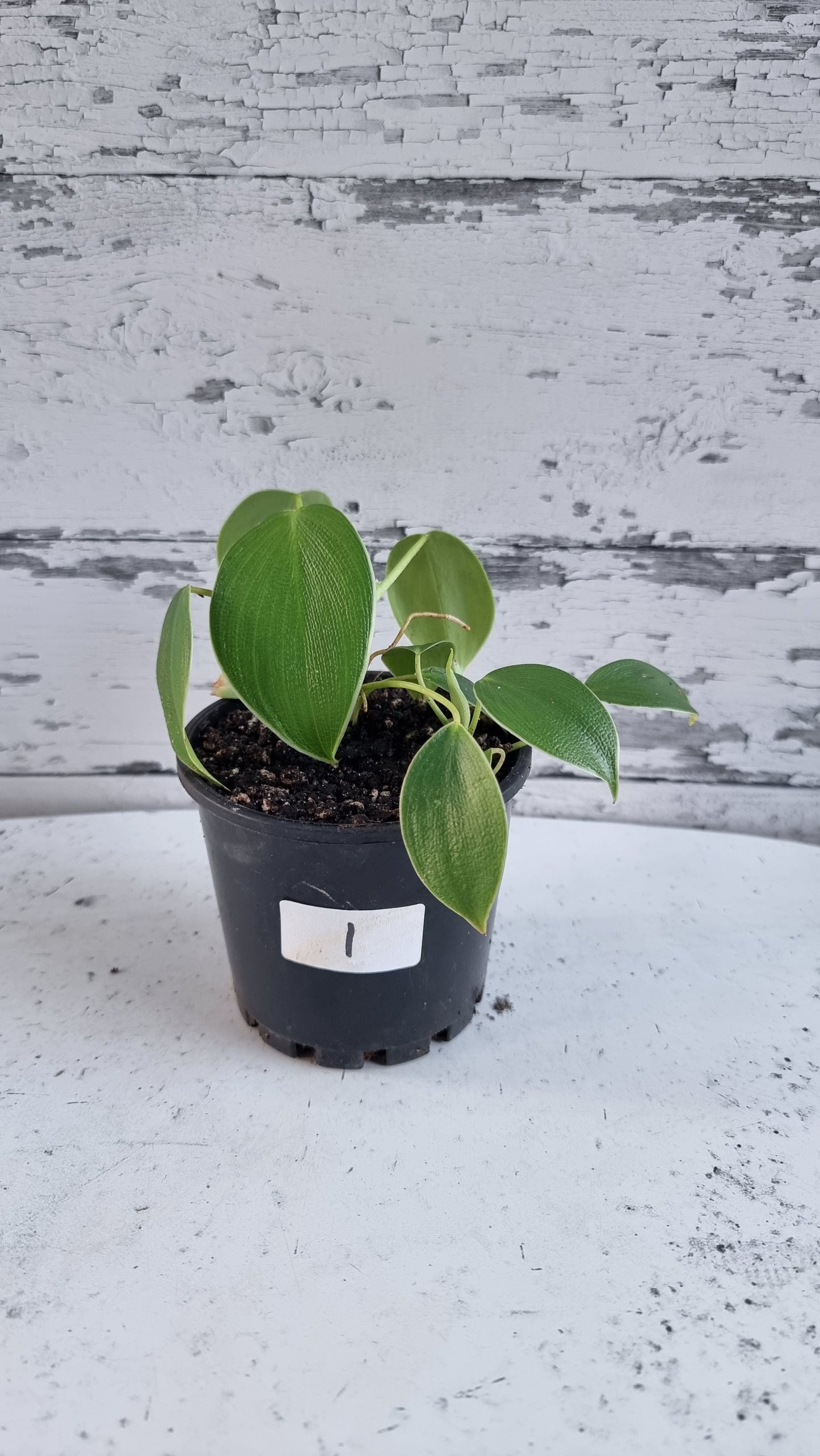 Philodendron rugosum - Pig Skin Plant