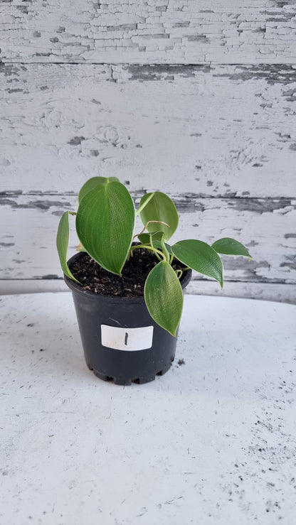 Philodendron rugosum - Pig Skin Plant