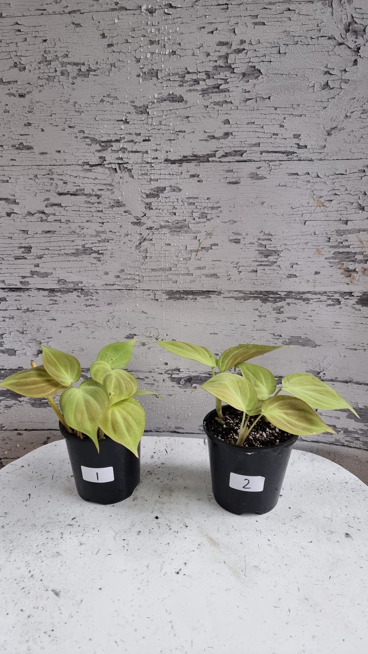 Philodendron camposportoanum