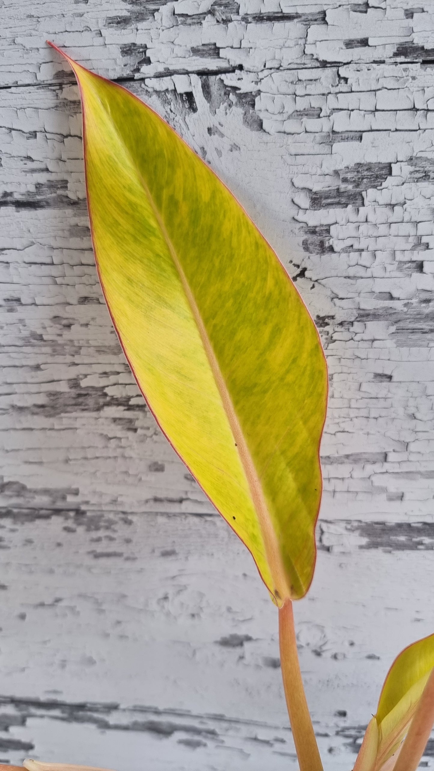 Philodendron 'Calkins Gold'