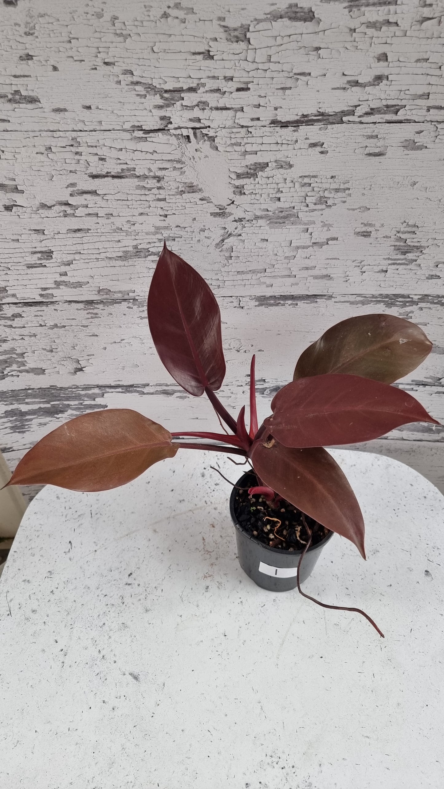 Philodendron erubescens 'Black Cardinal'