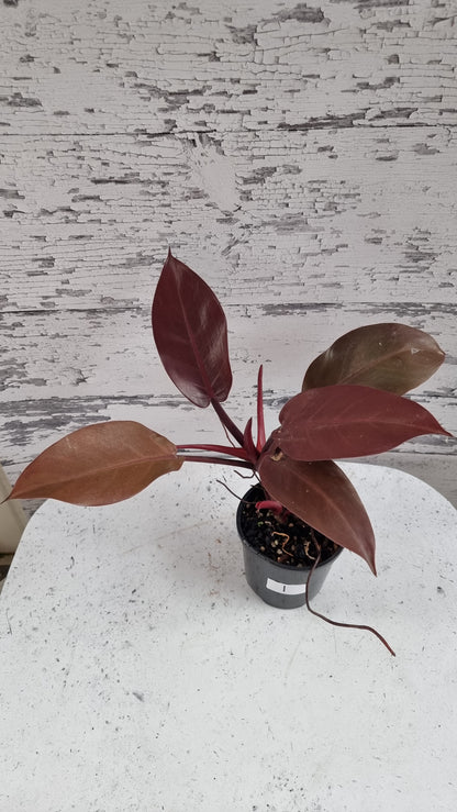 Philodendron erubescens 'Black Cardinal'